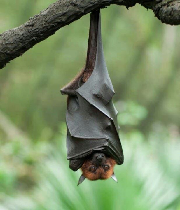 Bat