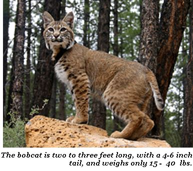 Bobcat3