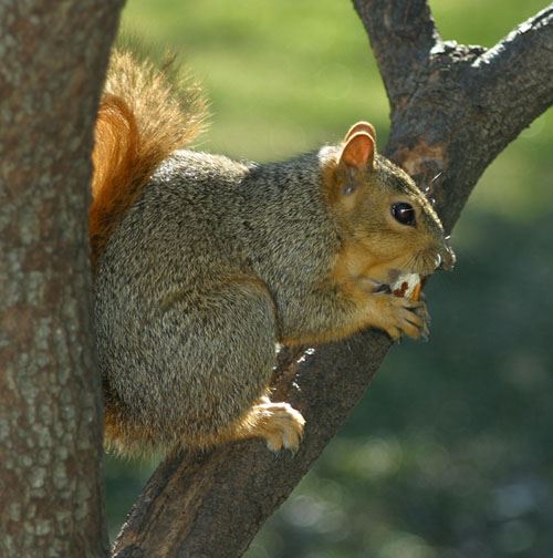 squirrel