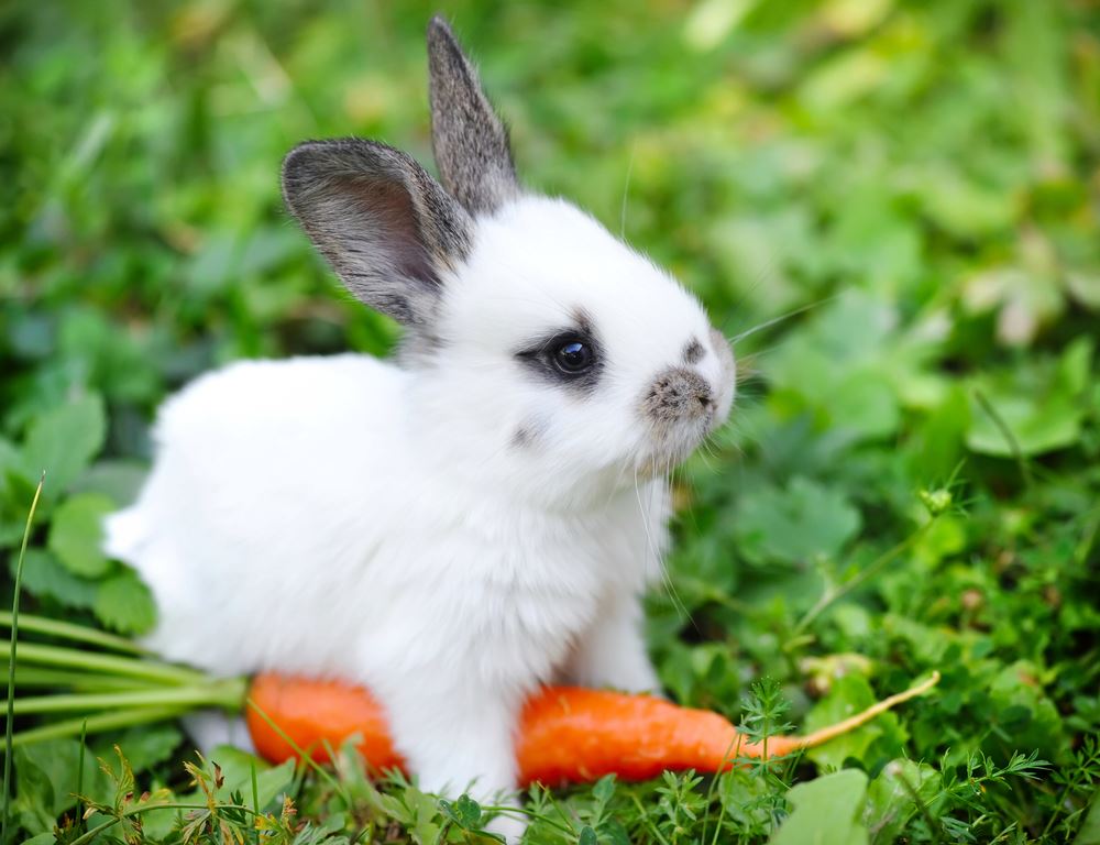 Rabbit with carrot