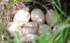 Duck Egg Nest