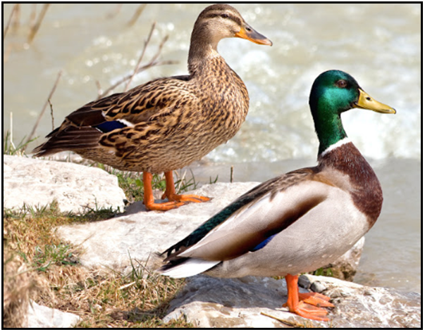 Mallard Ducks